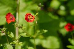 Potentilla atrosanguinea